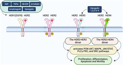 Targeting HER3 to overcome EGFR TKI resistance in NSCLC
